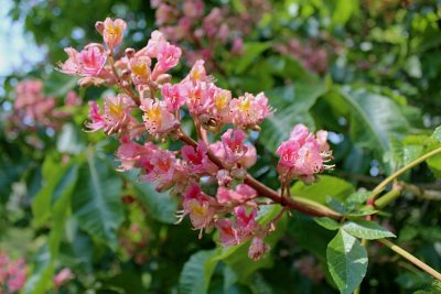 Aesculus x carnea - jírovec pleťový - květenství